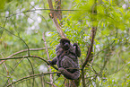woolly monkey