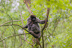 woolly monkey