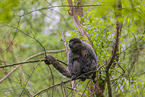 woolly monkey