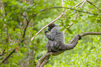 woolly monkey