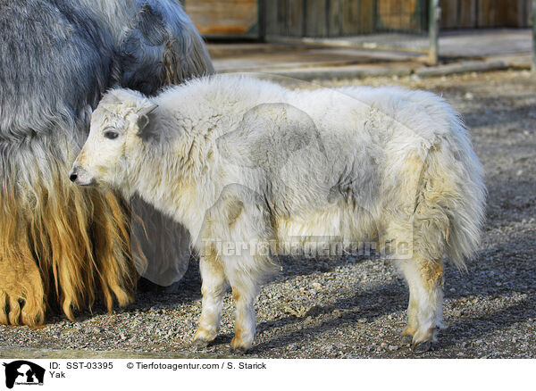 Yak / SST-03395