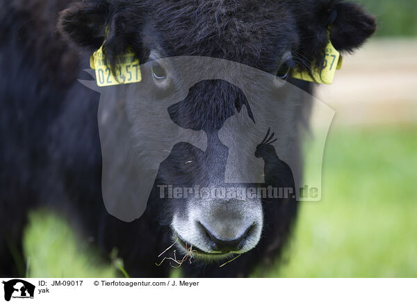 Yak / yak / JM-09017