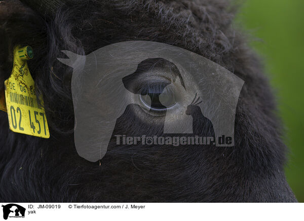 Yak / yak / JM-09019
