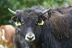 yak