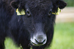 yak
