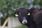 yak
