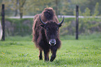 Yak