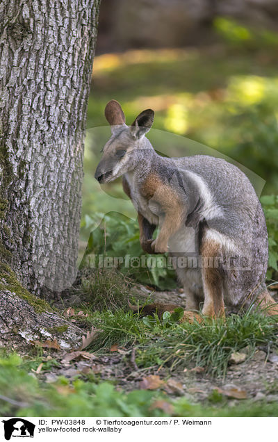 Gelbfuss-Felsknguru / yellow-footed rock-wallaby / PW-03848