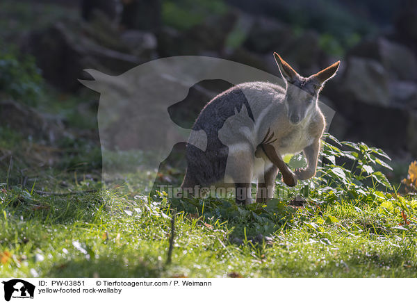 Gelbfuss-Felsknguru / yellow-footed rock-wallaby / PW-03851