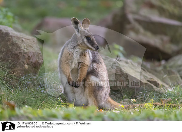 Gelbfuss-Felsknguru / yellow-footed rock-wallaby / PW-03855