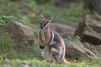 yellow-footed rock-wallaby