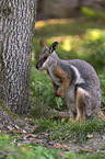 yellow-footed rock-wallaby