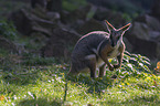 yellow-footed rock-wallaby