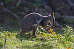 yellow-footed rock-wallaby