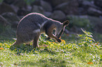 yellow-footed rock-wallaby