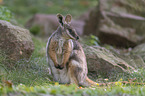 yellow-footed rock-wallaby