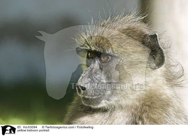 Steppenpavian Portrait / yellow baboon portrait / HJ-03094
