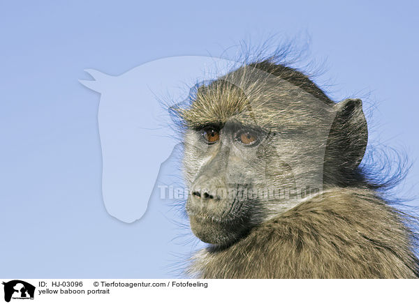 Steppenpavian Portrait / yellow baboon portrait / HJ-03096