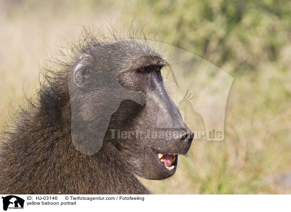 Steppenpavian Portrait / yellow baboon portrait / HJ-03146