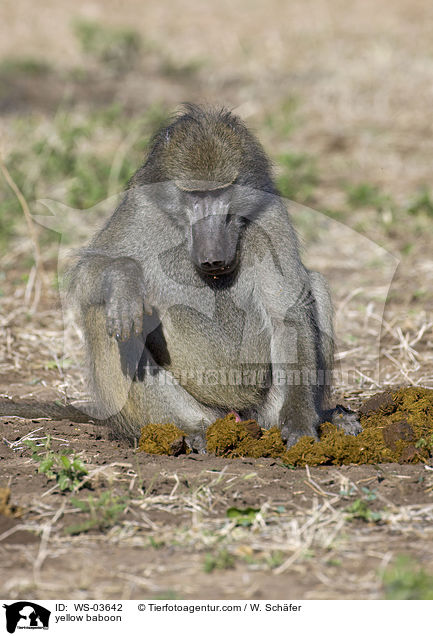 Steppenpavian / yellow baboon / WS-03642