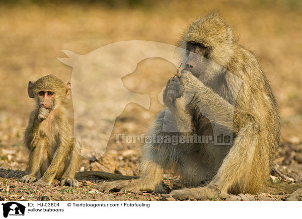 Steppenpaviane / yellow baboons / HJ-03804