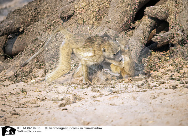 Steppenpaviane / Yellow Baboons / MBS-19985