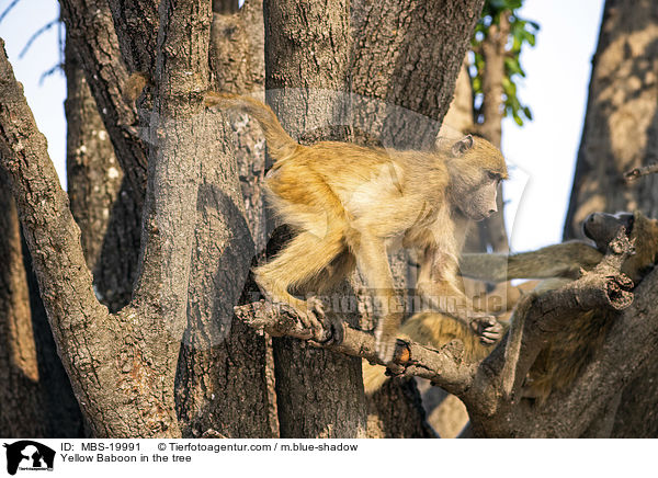 Steppenpavian im Baum / Yellow Baboon in the tree / MBS-19991