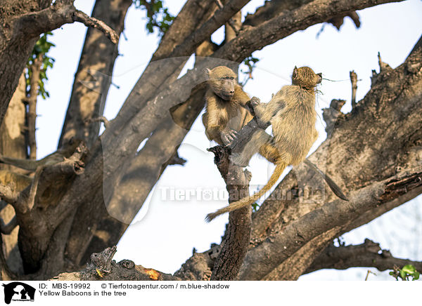 Steppenpaviane im Baum / Yellow Baboons in the tree / MBS-19992