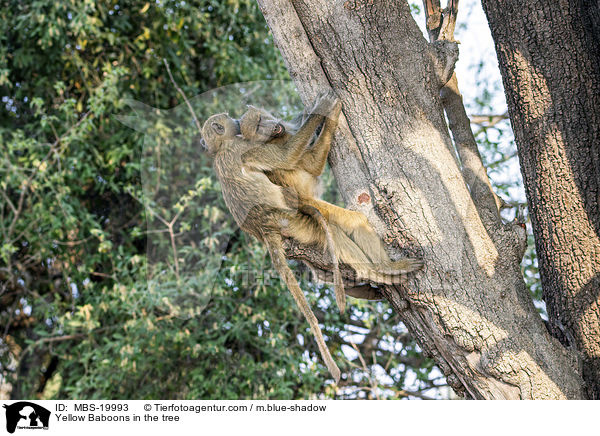 Steppenpaviane im Baum / Yellow Baboons in the tree / MBS-19993