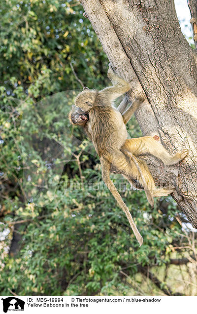 Steppenpaviane im Baum / Yellow Baboons in the tree / MBS-19994