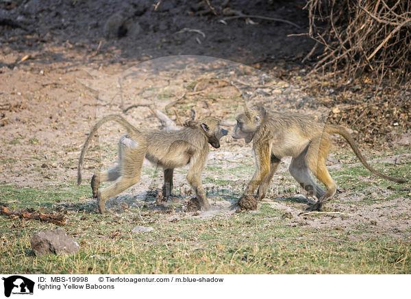 kmpfende Steppenpaviane / fighting Yellow Baboons / MBS-19998