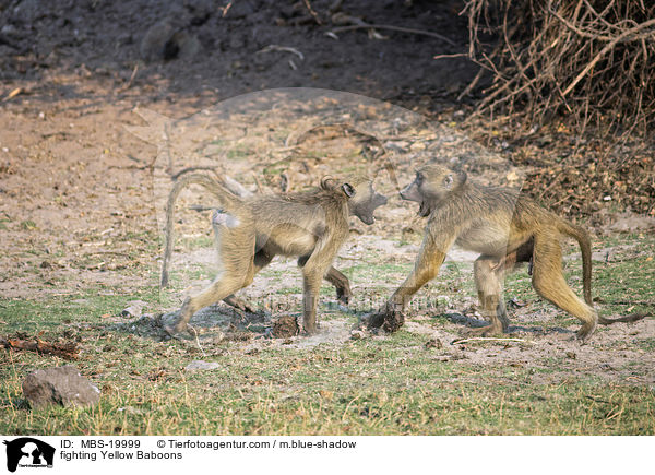 kmpfende Steppenpaviane / fighting Yellow Baboons / MBS-19999
