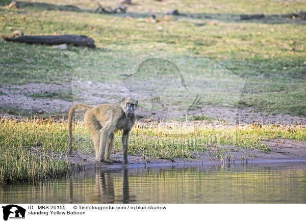 stehender Steppenpavian / standing Yellow Baboon / MBS-20155