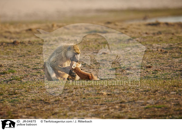 yellow baboon / JR-04875