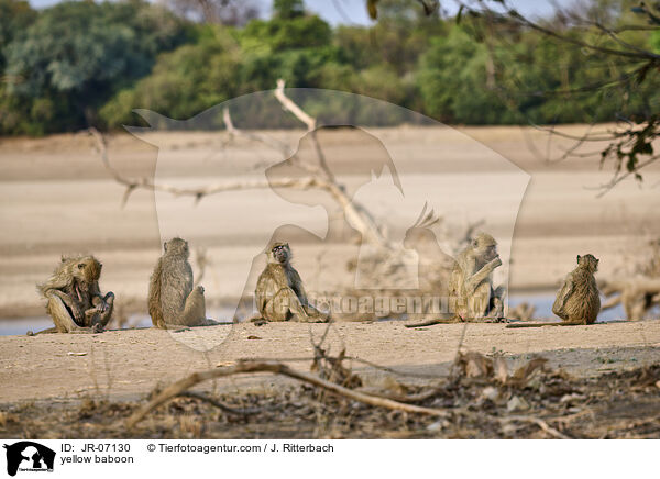 yellow baboon / JR-07130