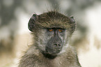 yellow baboon portrait
