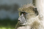 yellow baboon portrait