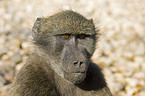 yellow baboon portrait