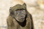 yellow baboon portrait