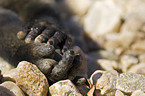 yellow baboon hands