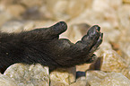 yellow baboon hands