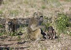 yellow baboons