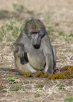 yellow baboon