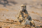 yellow baboons