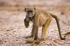 yellow baboon