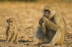 yellow baboons