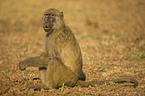 yellow baboon