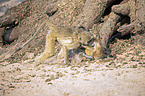 Yellow Baboons