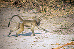 running Yellow Baboon