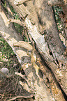 Yellow Baboons in the tree